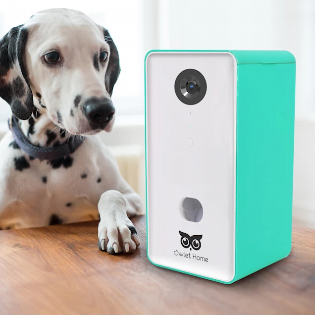 Remotely View, Interact & Feed Treats to Your Dog With This